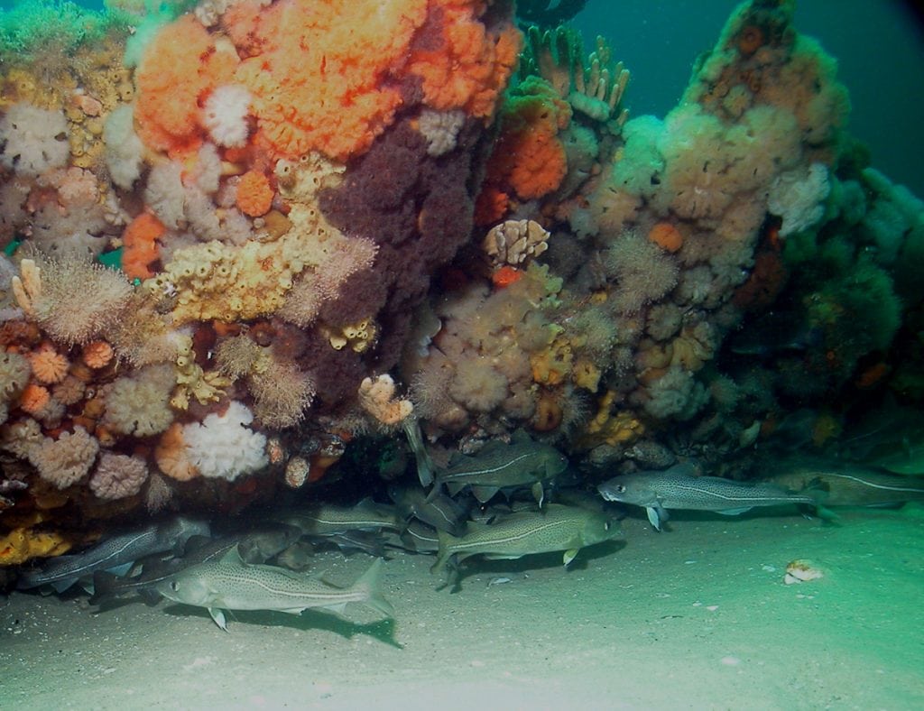 Artificial Reef: Nature's Best Friend? - Southern Boating