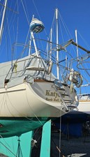 Katydid 50 