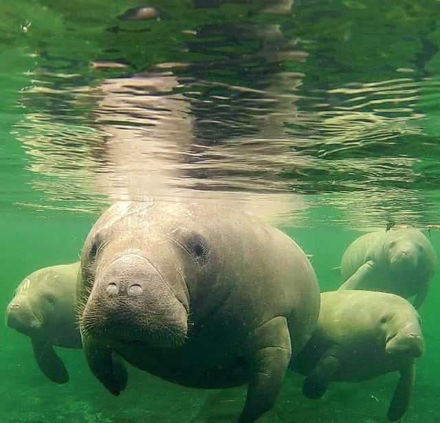 Save The Manatee Club