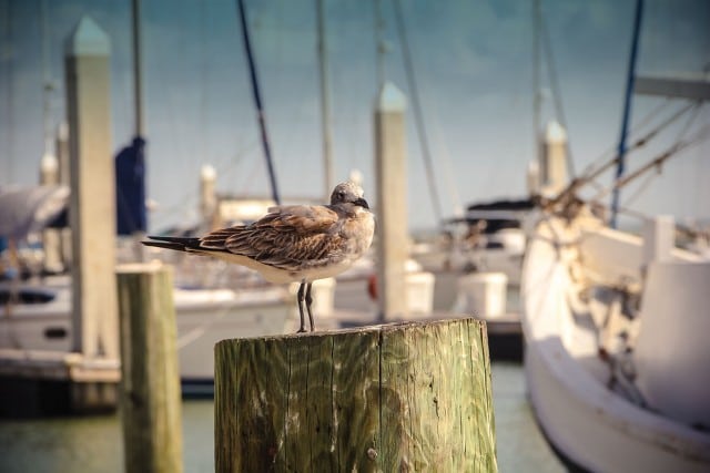 Commercial and recreational marinas throughout the Gulf Coast.