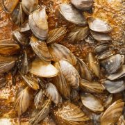 Zebra mussels invade Texas
