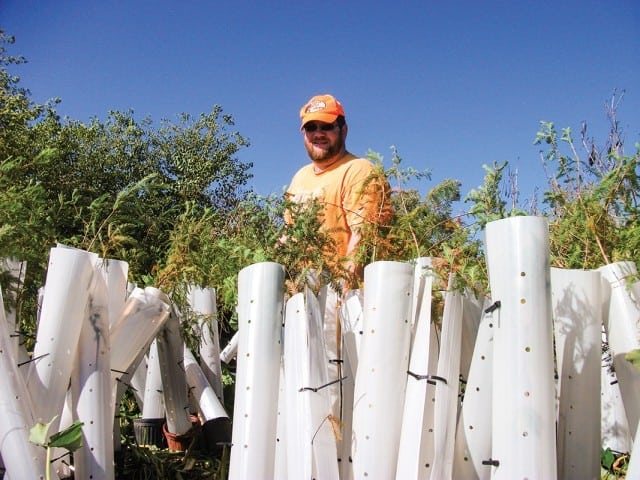 EGulf-Tree-Man