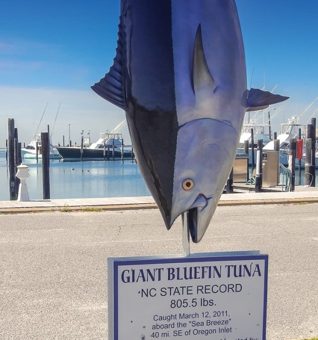 0215-Chesapeake-bluefin-tuna