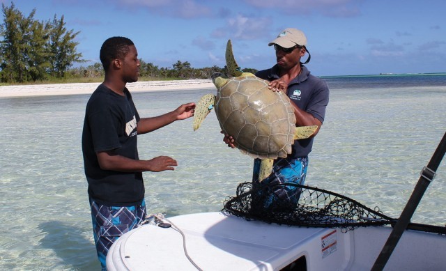 Turtle_research