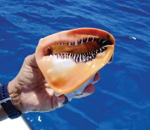 Queen Helmet (Cassis madagascariensis). Photo: Stephen Connett