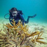 Coral planting in the Florida Keys