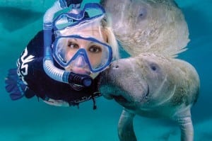manatees, crystal river, swimming with manatees, where to swim with manatees,