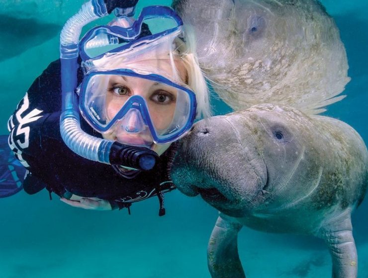 manatees, crystal river, swimming with manatees, where to swim with manatees,