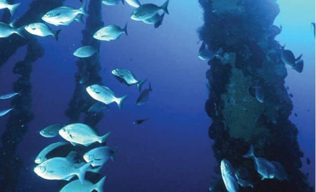 marine-life-in-the-Gulf-of-Mexico.