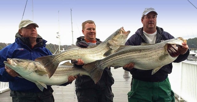 rockfishshootout