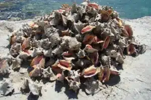 A pile of conch shells in Gregory Town.