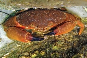 Stone crabs are in season until early May. Photo: Dave C. of Destin, FL