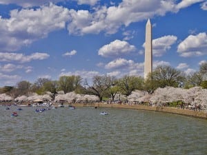 washingtoncherryblossoms2