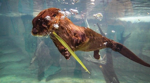 otter_20160224_-003JL
