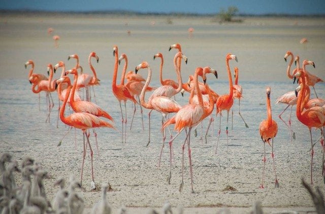 Great Inagua is known for its endemic species, especially in plants and reptiles. However, Lake Rosa (aka Lake Windsor) that spans most of the island is home to more bird life than anywhere in The Bahamas. Photo: Bahamas National Trust