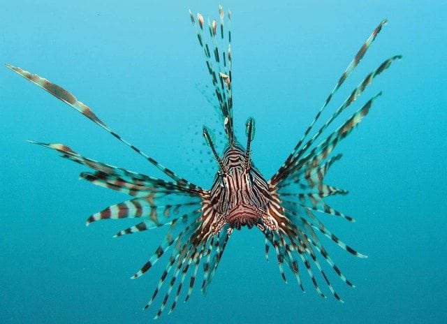 Lionfish are an invasive species