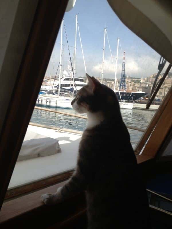 Pepe the cat is a liveaboard