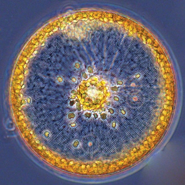tiny-giants-marine-microbes Diatoms Tiny Giants of the Sea tiny-giants-marine-microbes