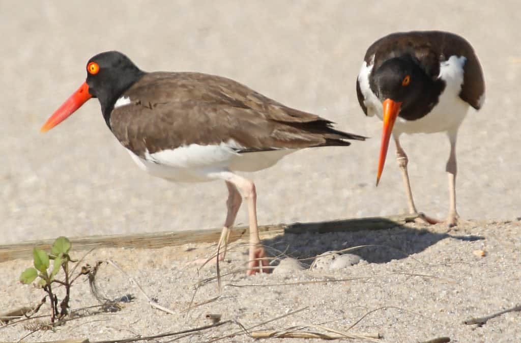 Seen at Hart-Miller Island State Park: American Oyster catcher