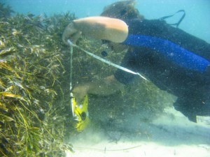 Measuring the Seagrass