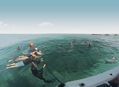 Diving with sharks