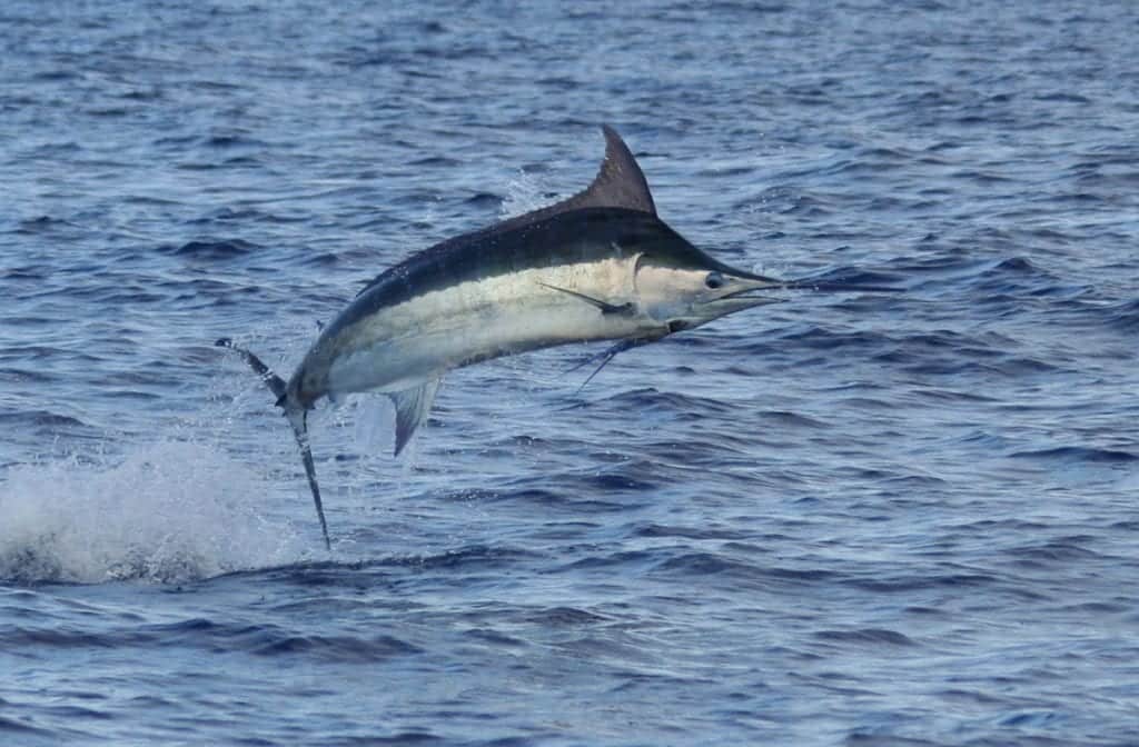 Caribbean Fishing Tournaments