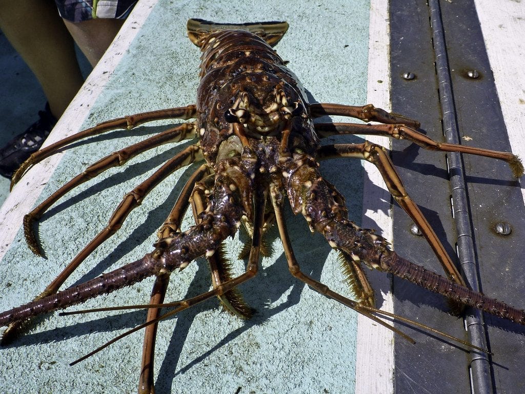 Florida spiny lobster