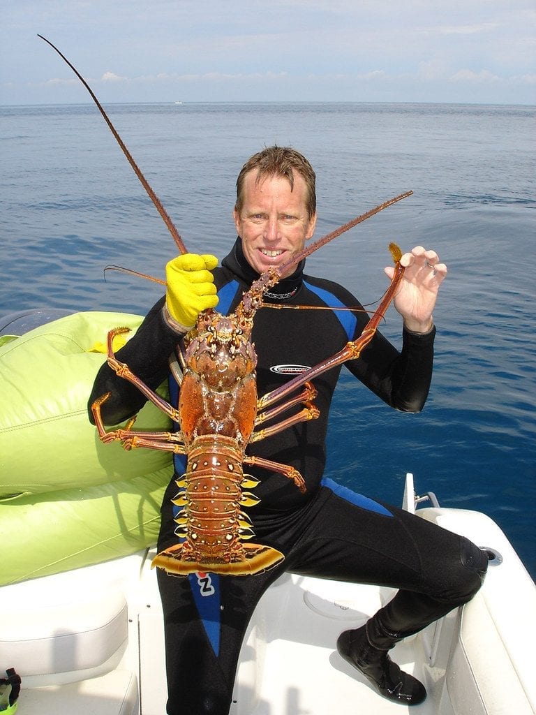 Very large spiny lobster