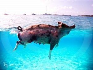 Swimming Pigs of the Exumas, Bahamas, when pigs swim.