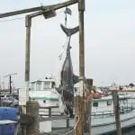 A shark in Montauk, New York