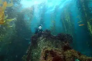 Artificial Reef