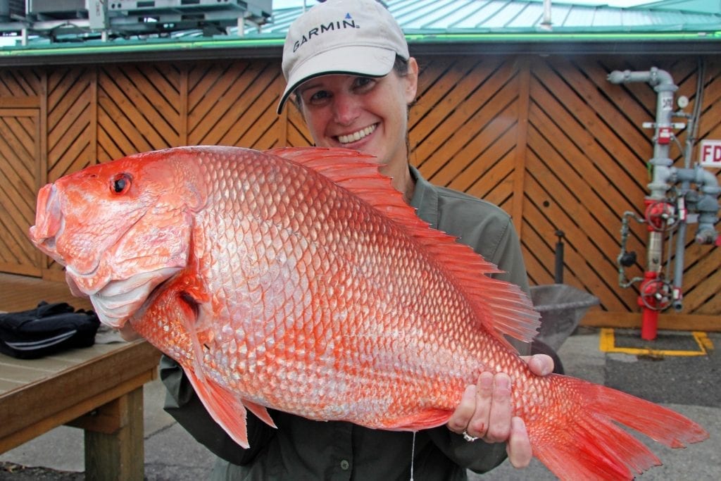 a red snapper in the Gulf