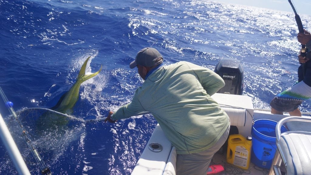A man catching a mahi-mahi as part of the Caribbean's Dolphinfish tagging project