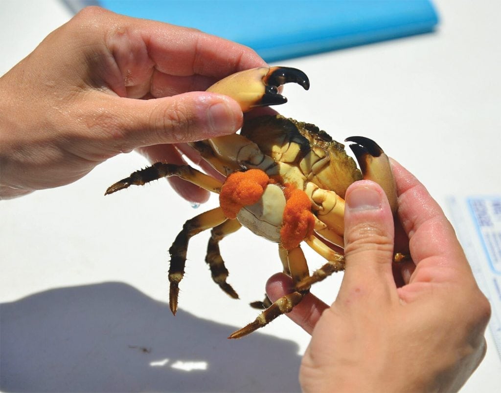 An image of a man holding a stone crab, which may suffer due to ocean acidification.