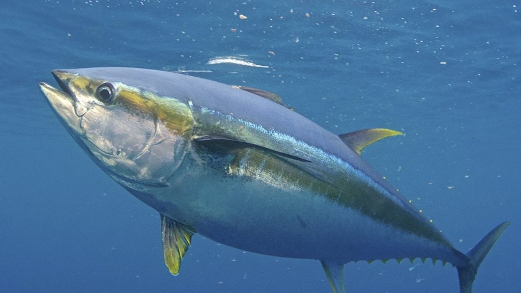 An image of a yellowfin tuna.