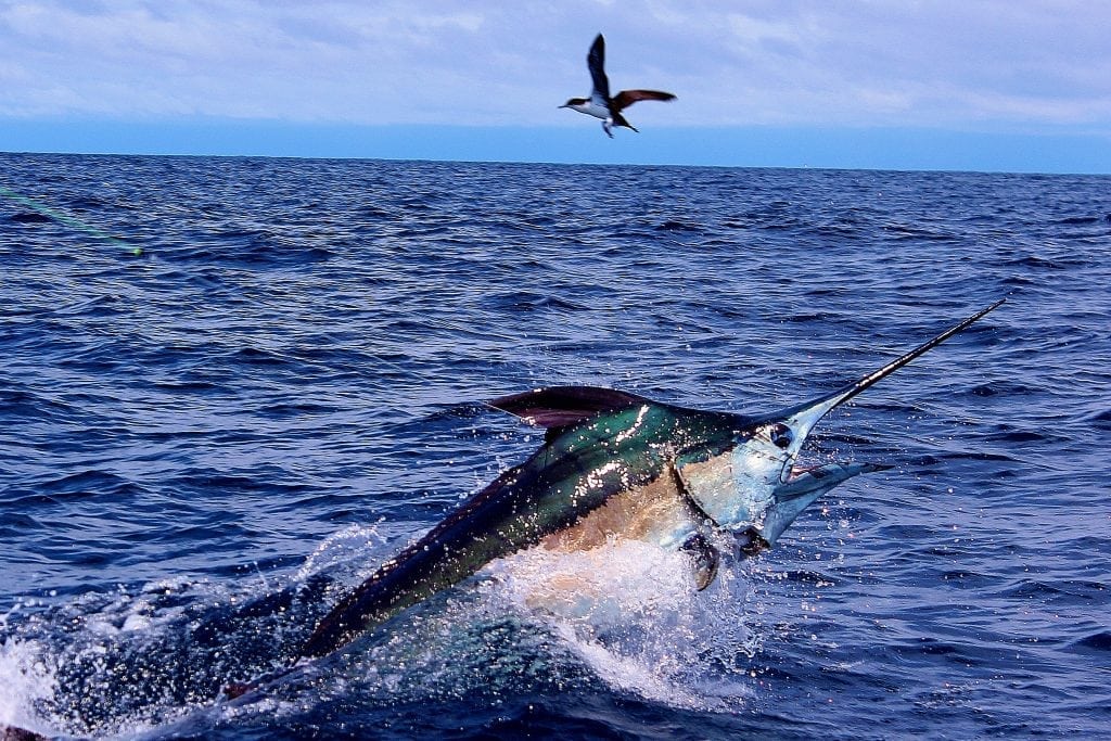 An image of a blue marlin, caught in a Sport Fishing Tournament in the Caribbean