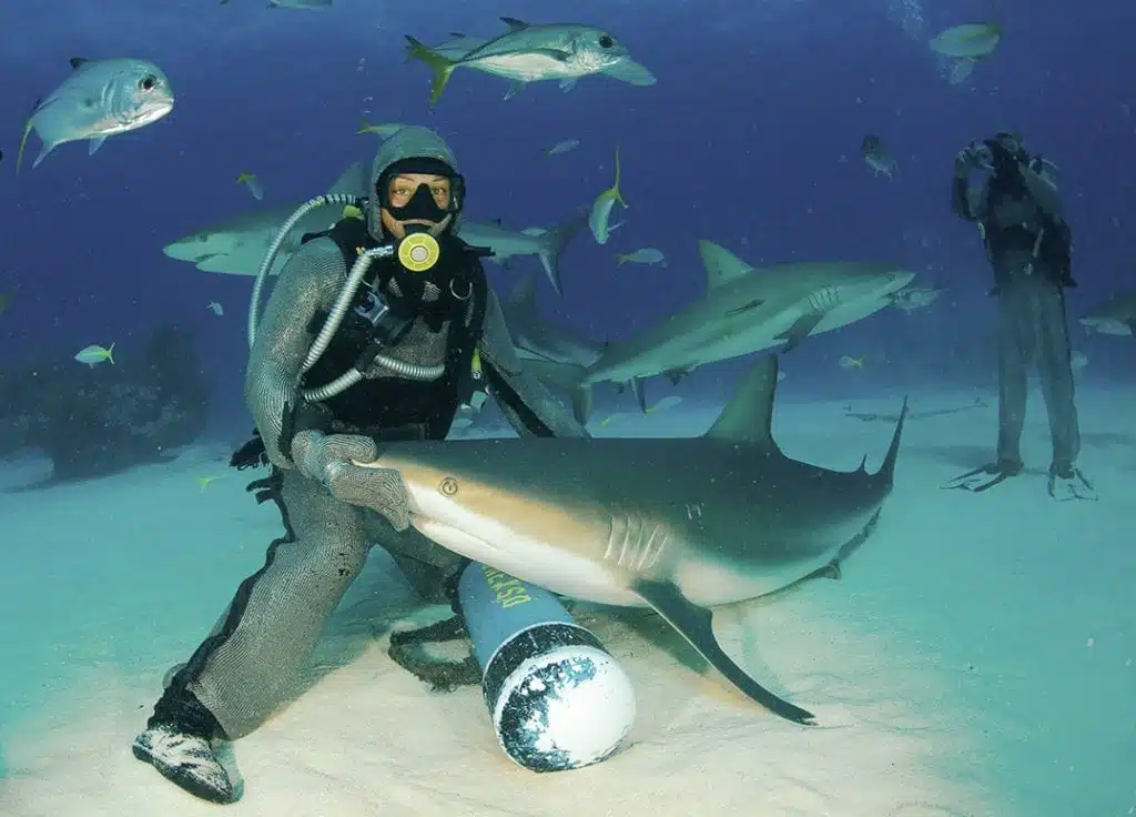An image of a man scubadiving with Sharks in Bimini