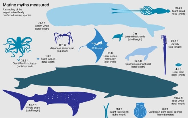 an image of some of the largest sea creatures