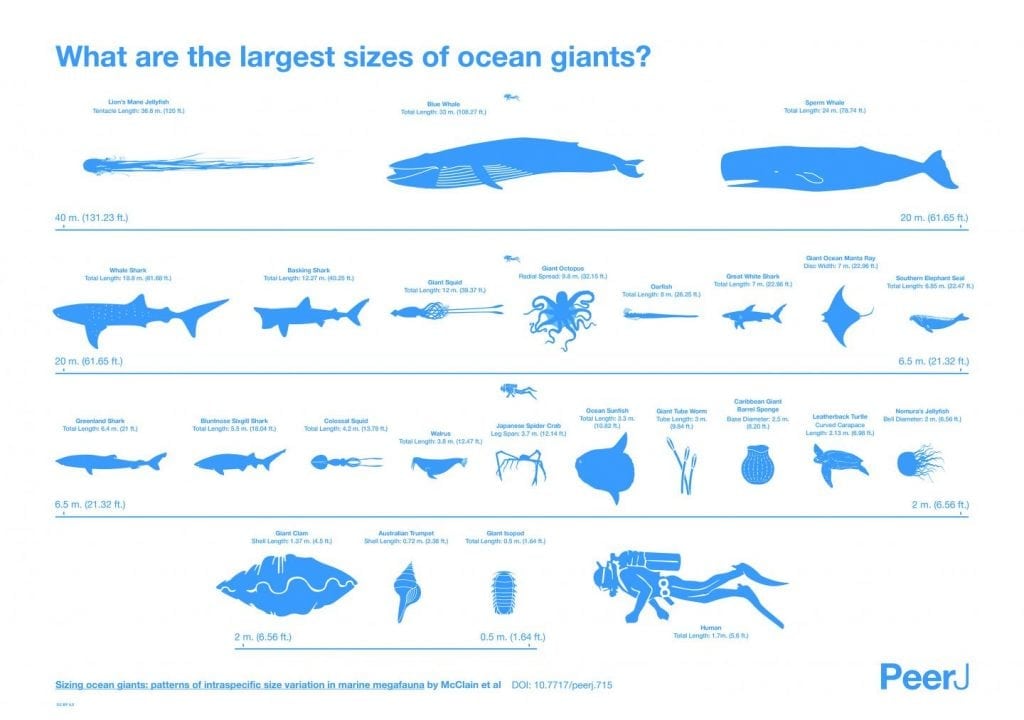 Largest Sea Creatures - Southern Boating