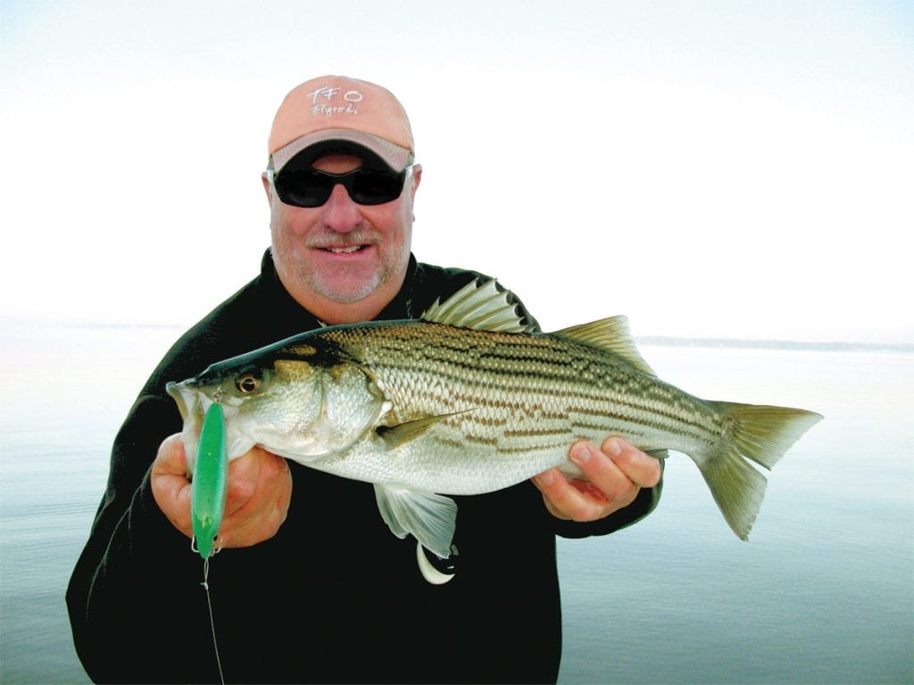 an image of a striped bass caught with the best fishing lures