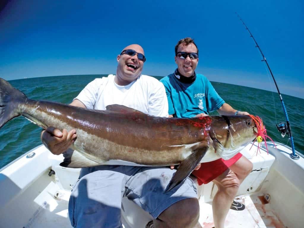 An image of a monster conia from the open cobia season
