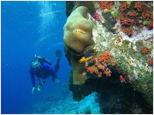 Dive Site in Bonaire