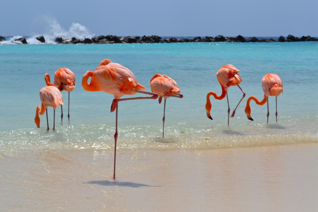 Flamingos in Aruba ABC Islands