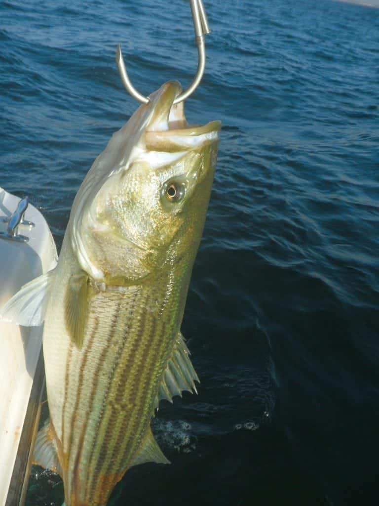 An image of a striped bass from bass fishing