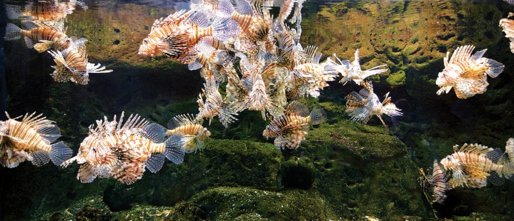 an image Can we eradicate lionfish?