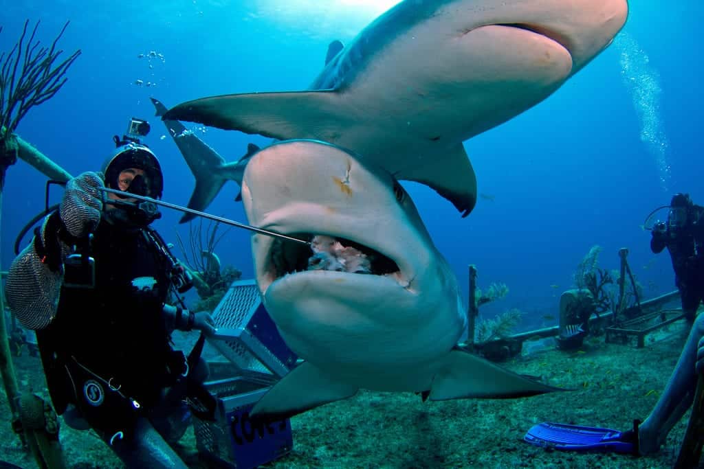 sharks in the bahamas