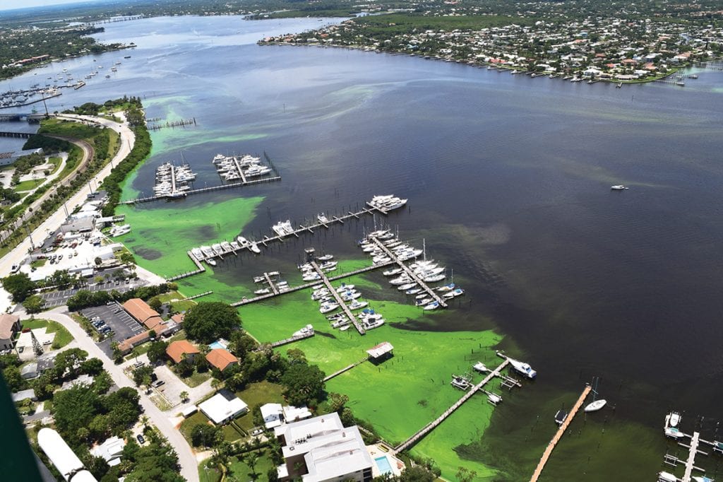 an image of Blue-Green Algae in Martin County