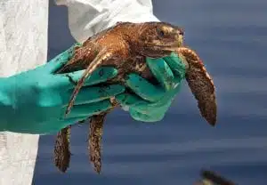 Oil-soaked-turtle from Deepwater Horizon