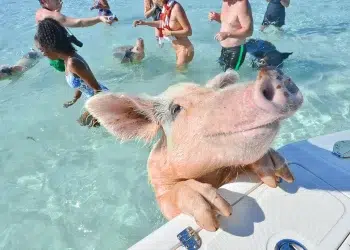 A Pig looks onto a boat in the Exumas