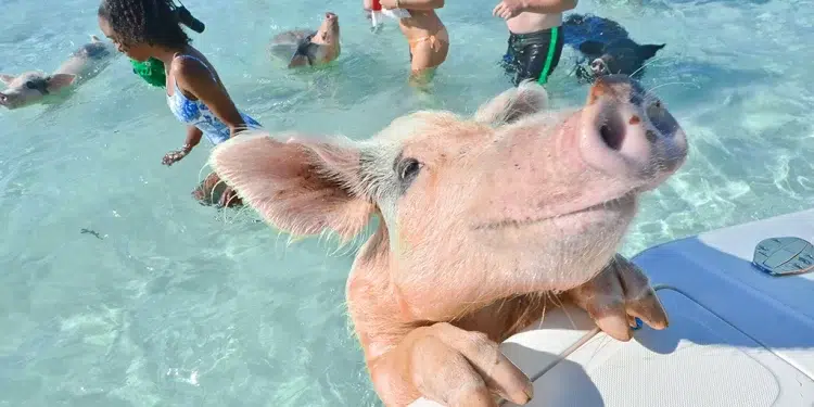 A Pig looks onto a boat in the Exumas